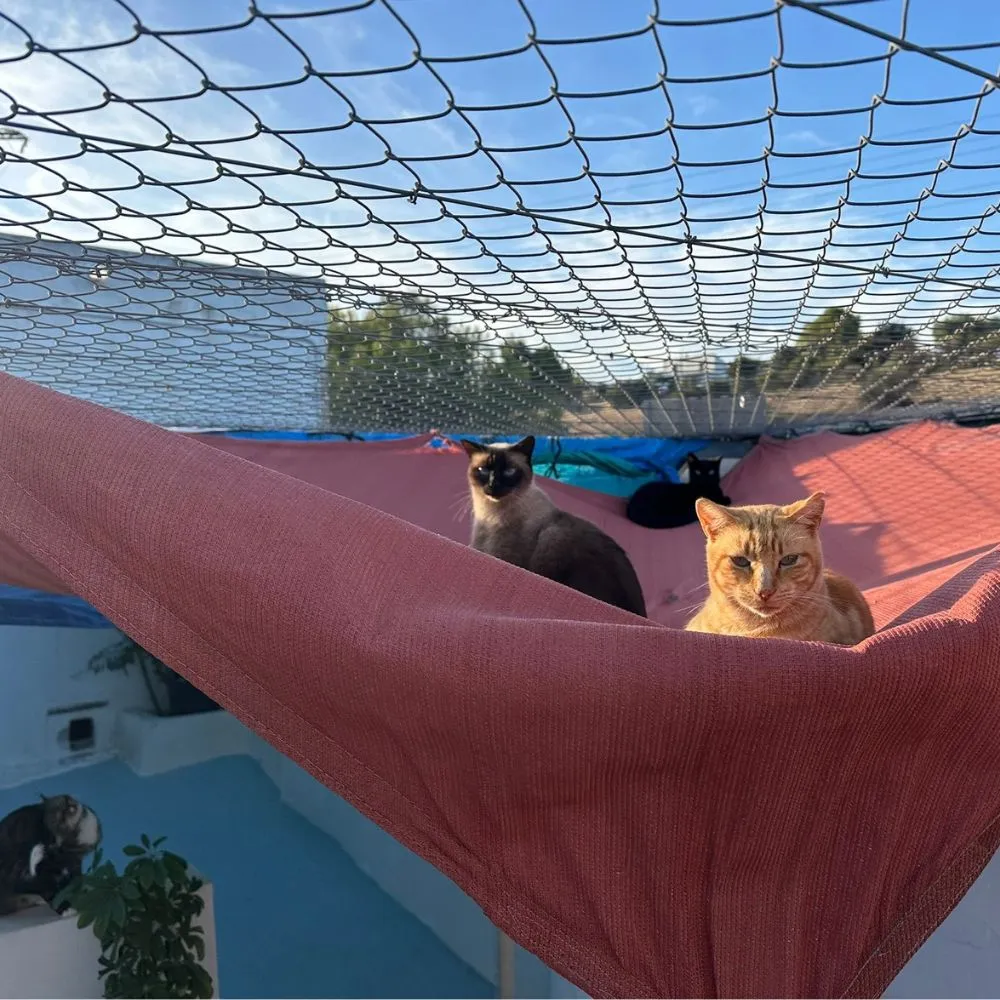 katten in een hangmat